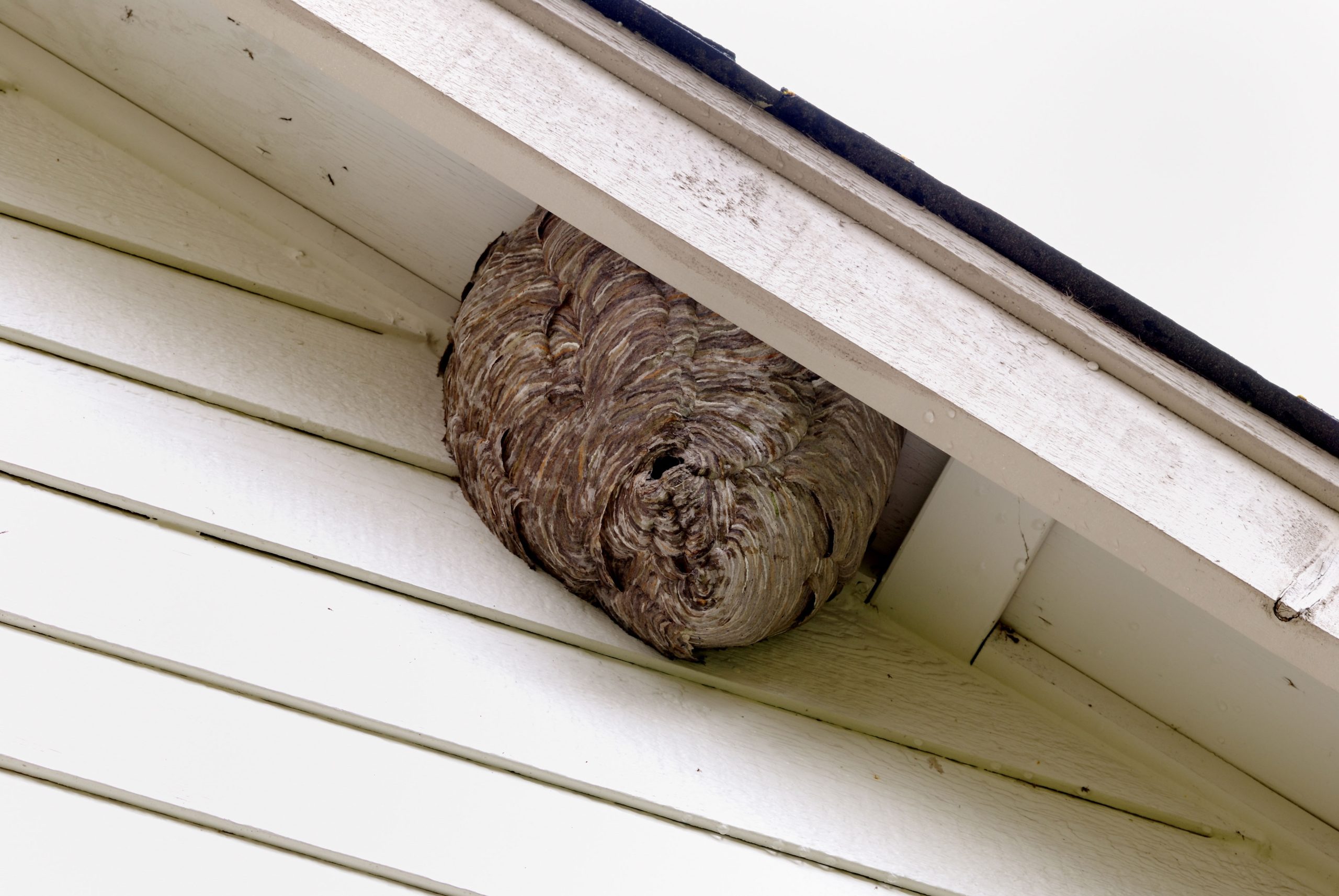 best pest control honolulu